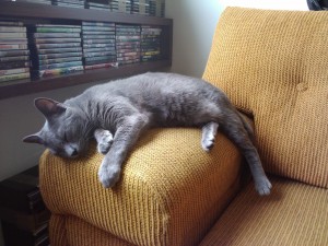 Bit, dormindo no sofá da sala